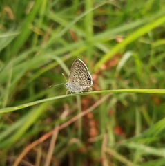 Hemiargus