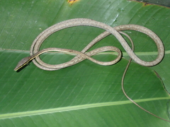 Oxybelis rutherfordi