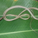 Rutherford's Vine Snake - Photo (c) Mike G. Rutherford, some rights reserved (CC BY-NC), uploaded by Mike G. Rutherford