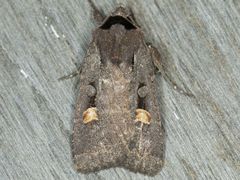 Adelphagrotis indeterminata