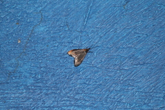 Pyrausta demantrialis