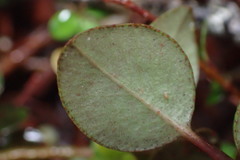 Myrsine nummularia