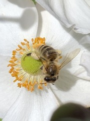 Apis mellifera