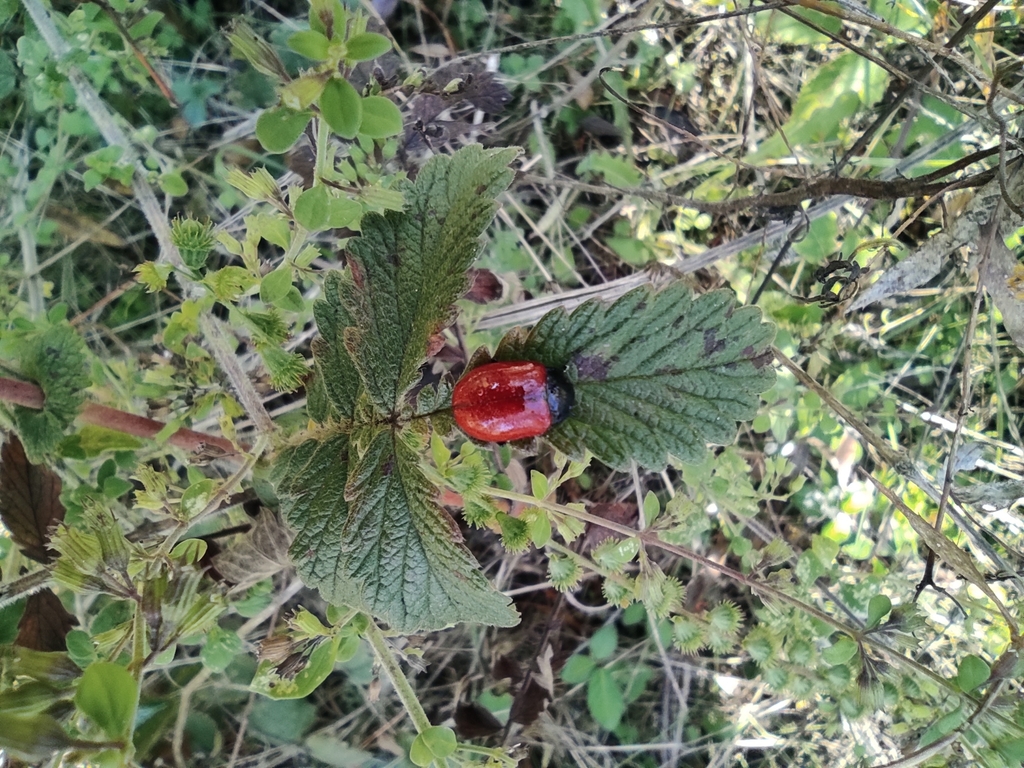 Chrysolina lucida