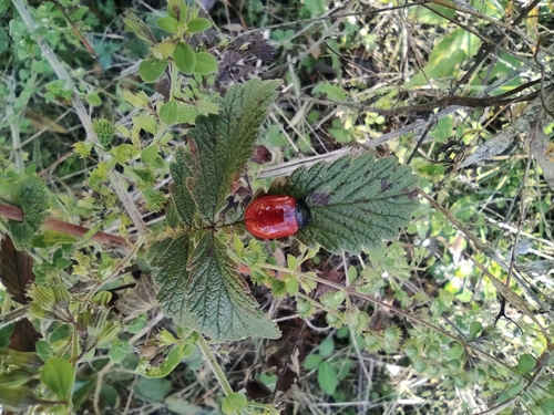 Chrysolina lucida