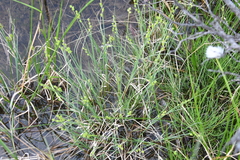 Carex lapponica