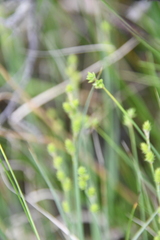 Carex lapponica