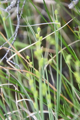 Carex lapponica