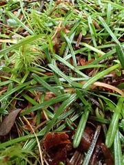Abrotanella linearis