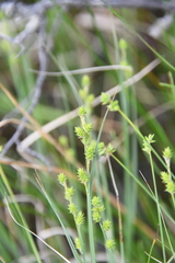 Carex lapponica