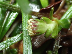 Abrotanella linearis