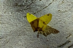 Nepheloleuca illiturata