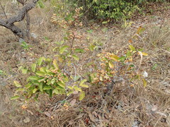 Davilla elliptica