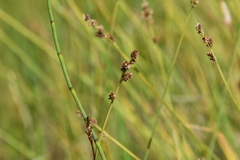 Carex lapponica