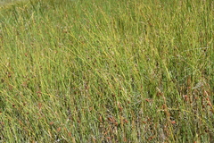 Carex lapponica
