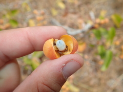 Davilla elliptica