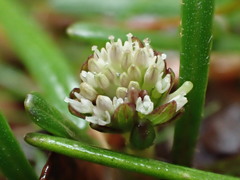 Abrotanella linearis