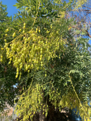 Styphnolobium
