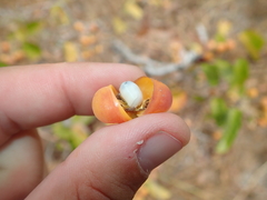 Davilla elliptica