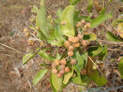Davilla elliptica