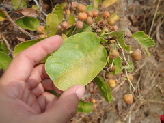 Davilla elliptica