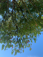 Erythrina crista-galli