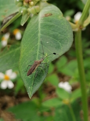 Chariesterus moestus