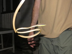 Oxybelis rutherfordi