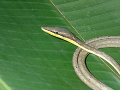 Oxybelis rutherfordi