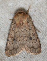 Nudorthodes variabilis