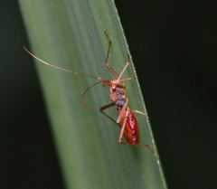 Phaenacantha bicolor
