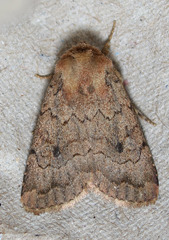 Nudorthodes variabilis