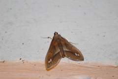 Diaphania fumosalis