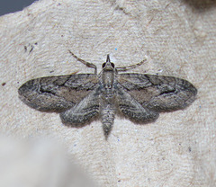 Eupithecia placidata