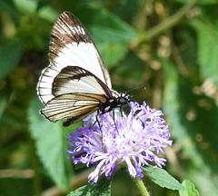 Heliopetes ochroleuca