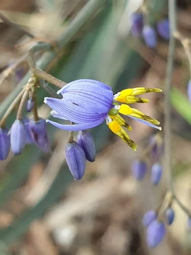 Dianella caerulea