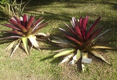 Alcantarea imperialis