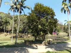 Eugenia brasiliensis
