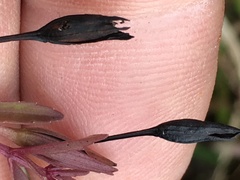 Mecardonia acuminata