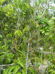 Hirtella gracilipes