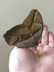 Eryphanis automedon