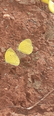 Eurema senegalensis