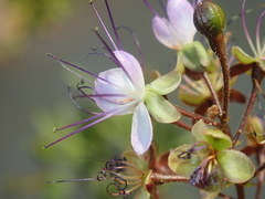 Hirtella gracilipes
