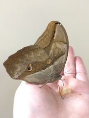 Eryphanis automedon