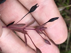 Mecardonia acuminata