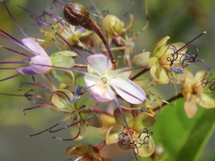 Hirtella gracilipes