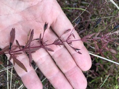 Mecardonia acuminata