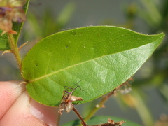 Hirtella gracilipes