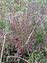 Mecardonia acuminata
