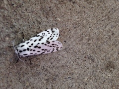 Hypercompe permaculata